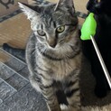 遊ぶの大好き！小さなキジちゃん♡5ヶ月