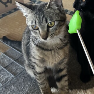 遊ぶの大好き！小さなキジちゃん♡5ヶ月