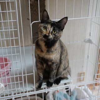 人慣れ抜群な可愛いサビ猫