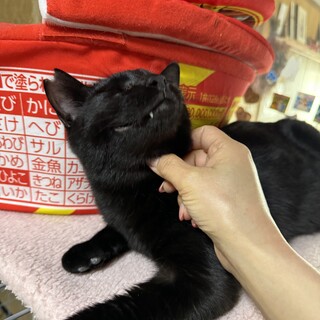 まったり♡賢く可愛い黒猫くん！8ヶ月