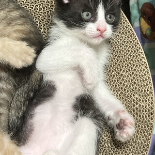 24/02/23 生まれ　白黒ハチワレの子猫