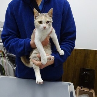 とにかく可愛い！パステル三毛