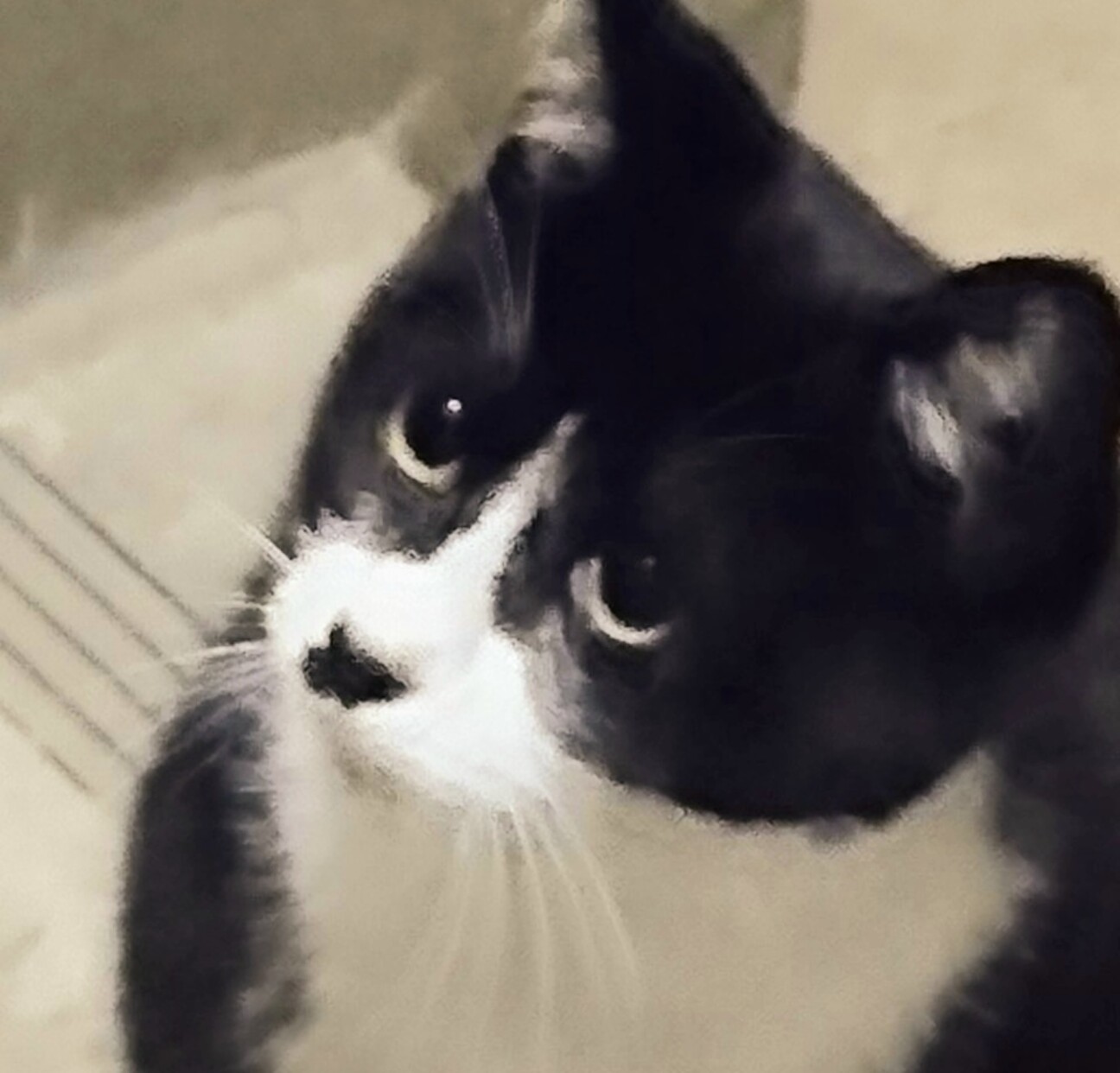 ハチワレ猫幸運】ハチワレ猫ちゃん | TAKAPPUのブログ - 楽天ブログ