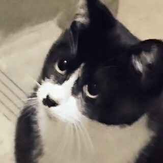 幸運を呼ぶハチワレ♥甘ったれナナくん