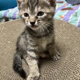 24/02/23 生まれ　グレートラの子猫です