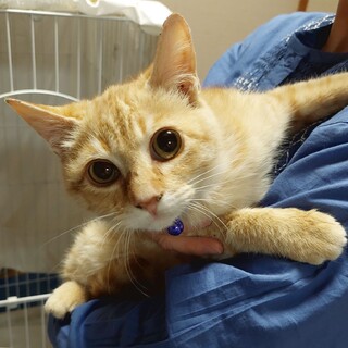 びびりでスリスリ甘えん坊 トラオ君 5ヵ月