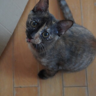 とっても美人なキャシャな女の子