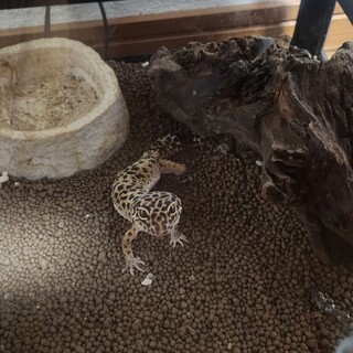 ヒョウモントカゲモドキ　