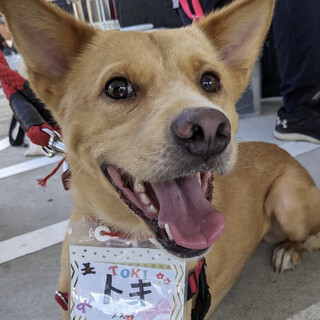 人も犬も大好きなキャピキャピ女子 トキちゃん