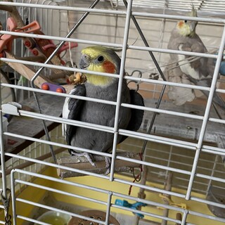 元気で、口笛を吹くのが上手なオカメインコです♪