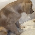 ゴールデンレトリバー　7ヶ月 オス