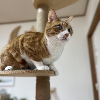 おっとり　あんまり動かない茶白