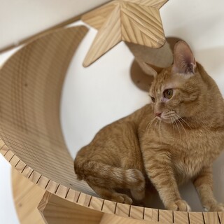 おっとり　人大好きなチャトラ