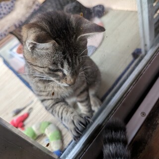 おとうさん、おかあさんになってください