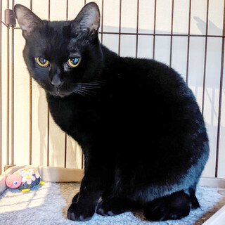 ちゅーる大好き☆シャイなゆめちゃん