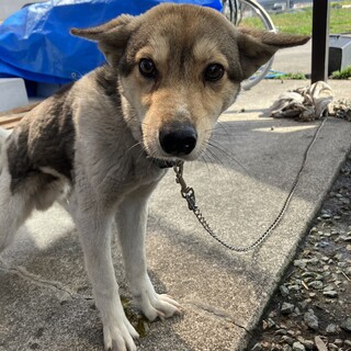 人が大好きです。里親募集