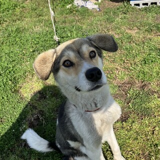 元気な男の子犬です。里親募集