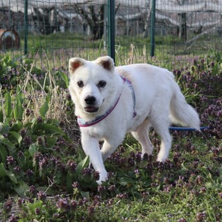 人も犬も大好き♡穏やかなおじいちゃん犬