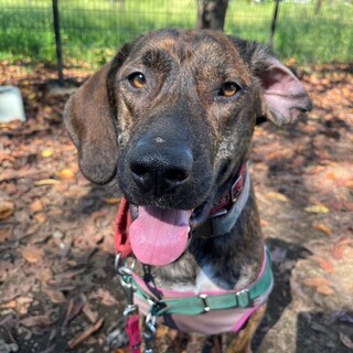 ドゥハ（プロットハウンド）