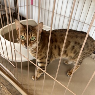 保護猫ベンガル