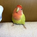 コザクラインコ 