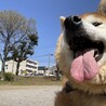 7歳でも元気いっぱい　ムチムチ柴の女の子 サムネイル4