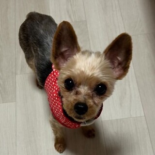 ２KGちょっとシャイだけど甘えん坊のさとちゃん