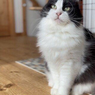 西野さん、里親さま決定！ありがとうございました♥️