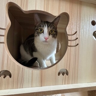 究極のアイドル♡ポミちゃん♡