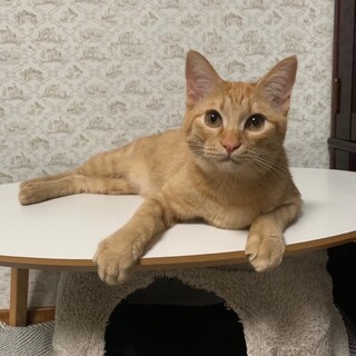 猛烈なゴロゴロアタック♡そいくん