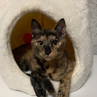 ニャアﾆｬｱおしゃべり上手♡ミウちゃん