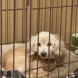 人懐こい元気な女の子です！