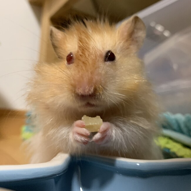 黒ごまだんごのカバー写真