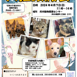 犬猫譲渡会