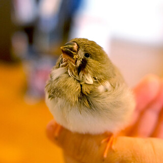 「里親決定」ジャンボキンカチョウ　幼鳥　パイド