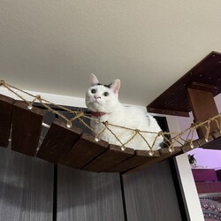 「まつりさん、３歳に」サムネイル2