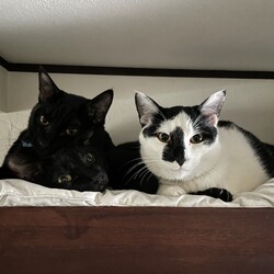 「まつりさん、３歳に」サムネイル3