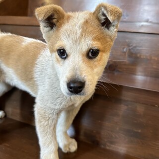 人懐っこい男の子『キリンリキ』