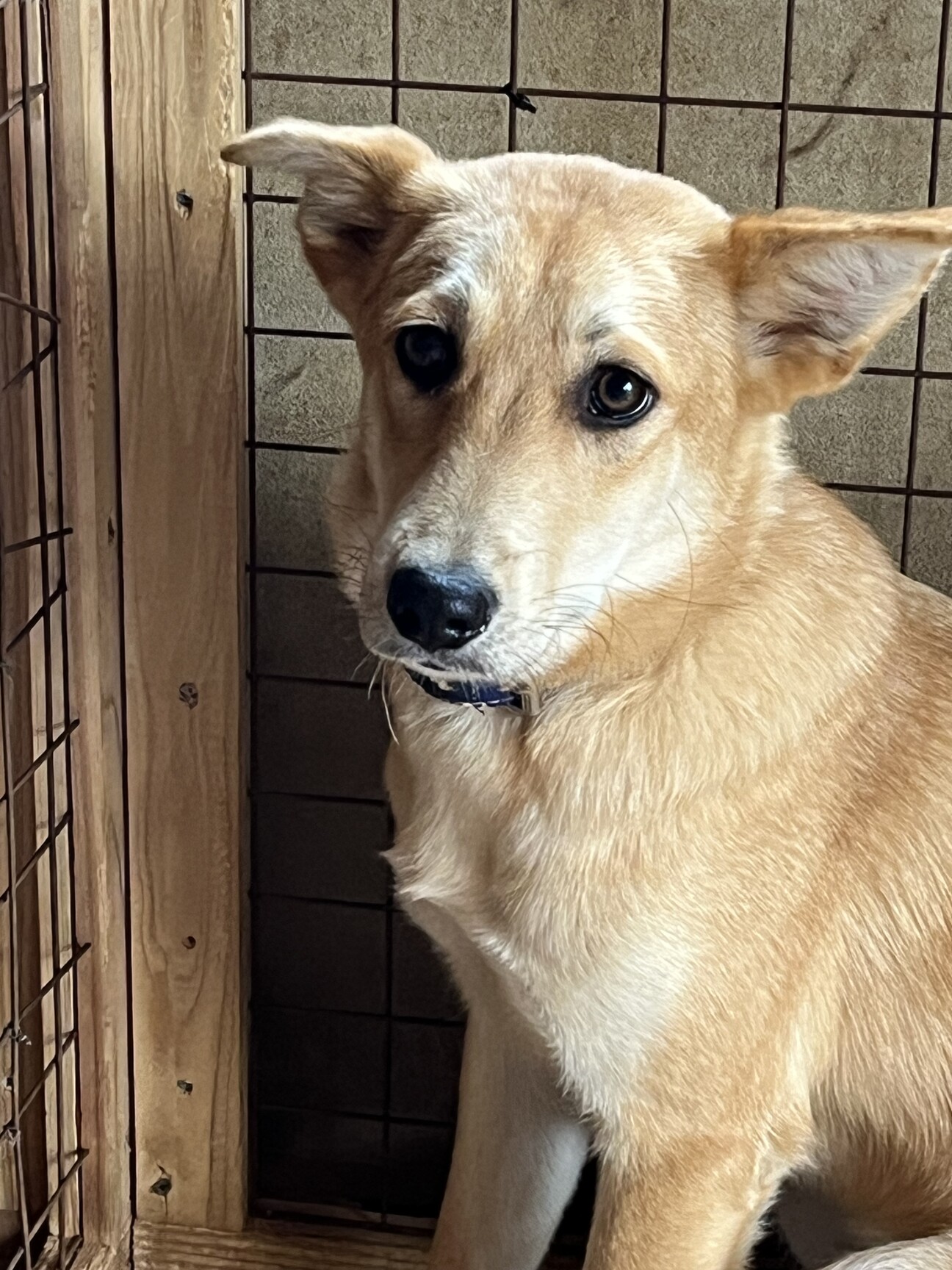 「臆病な犬ですが可愛い子です。」茨城県 - 犬の里親募集(486149) :: ペットのおうち【里親決定25万頭！】