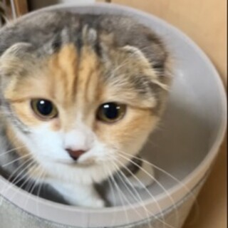 大事にしてくれる里親さんを募集します