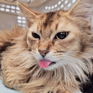 ソマリ。穏やかな甘えたさん