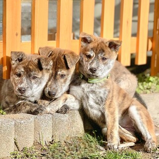 とっても珍しい色の3兄弟！！