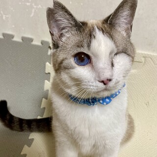 ハンデも馴れ馴れシャム風☆チャッピー