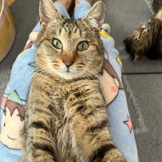 5/5西千葉ෆ⃛人馴れ抜群ෆ⃛にゃんちゅうくん