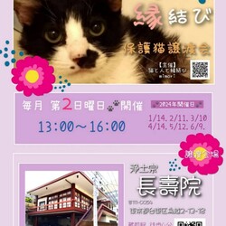 ★ 猫の譲渡会 in 蔵前 ★