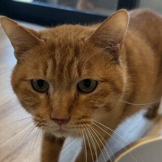 寂しがり屋の甘えん坊、チャトラの「リア」