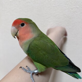 コザクラインコ　メス