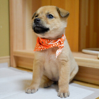 ぷりぷりボディの甘えん坊！ふくちゃん