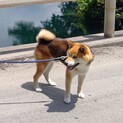 6歳柴犬です。交渉中のため、一旦終了しております。