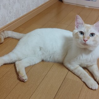 4/7 (日)譲渡会参加　超絶ストーカーニャンコ